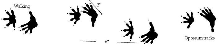 diagram of opossum tracks
