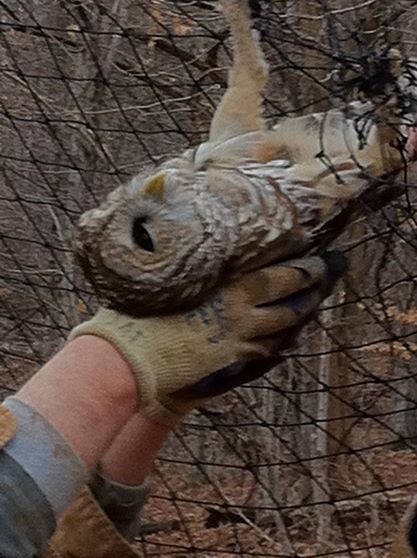 Owl-Rescued-From-Soccer-Net-in-Nashville