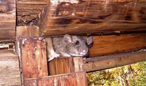 pack-rat-in-home_jpg_300_176
