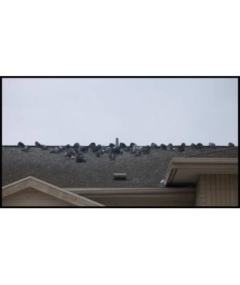 Bird Droppings Identification