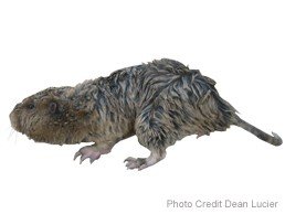 A gopher