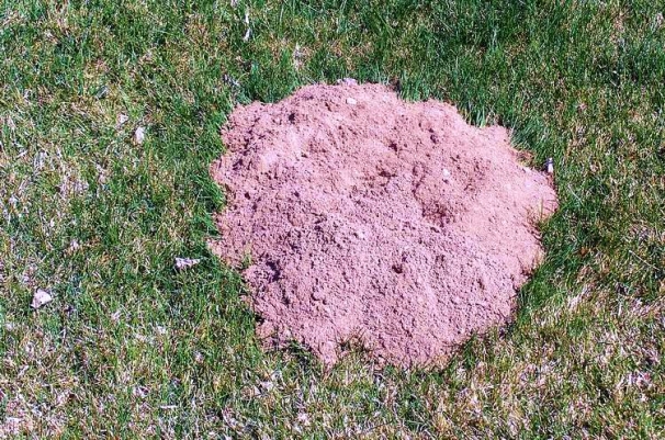 Gopher Holes