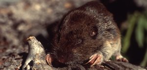 Do Gophers Hibernate?