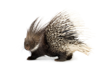 porcupine