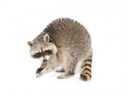 What Does a Raccoon Look Like?