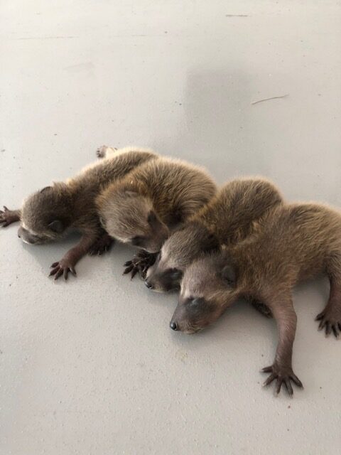 Raccoon Removal Sarasota, FL