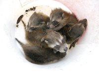 When Do Raccoons Give Birth?