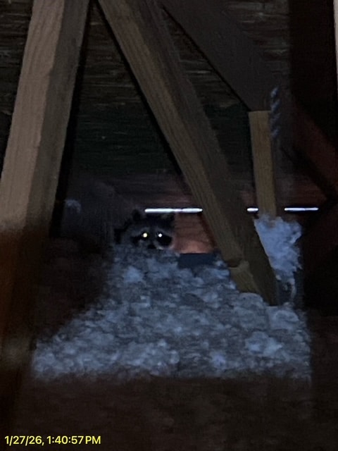 Wildlife Removal in Bogart