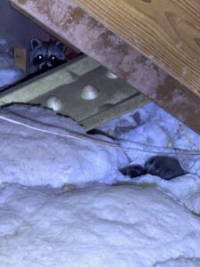 female raccoon in attic with kits