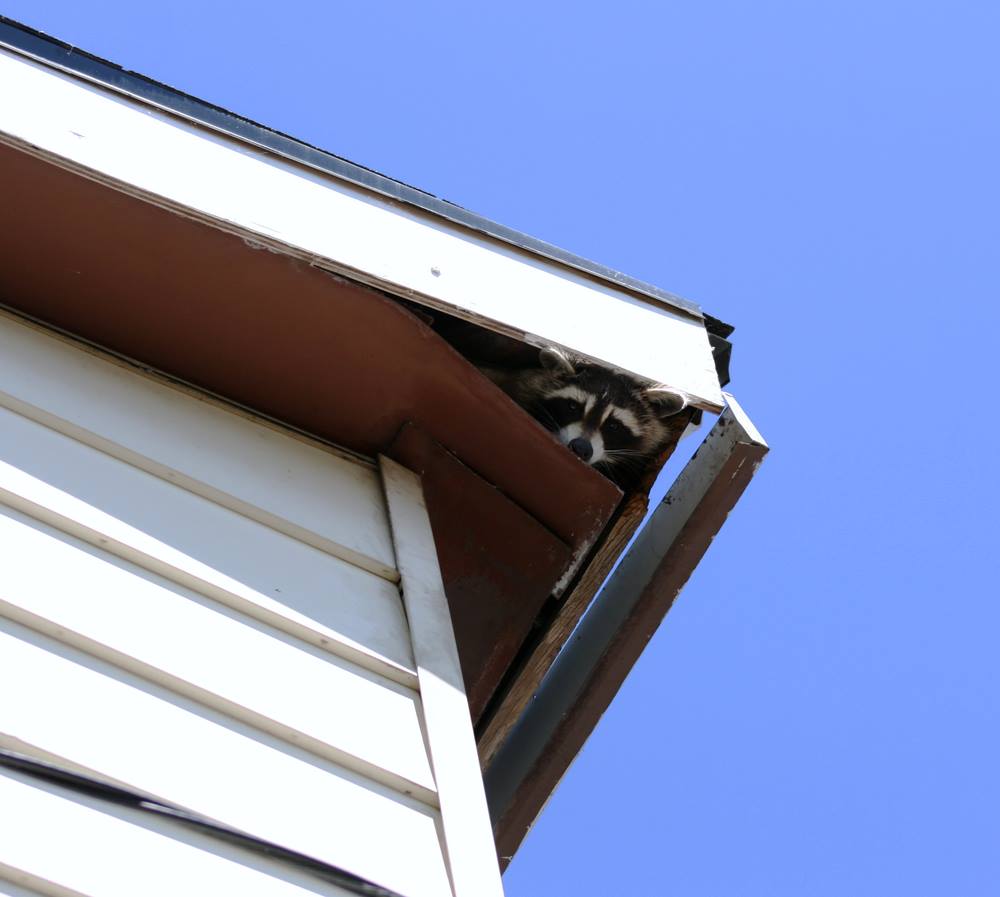 A raccoon in a soffit