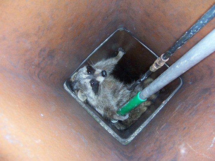 Wildlife Removal in Paw Paw, MI