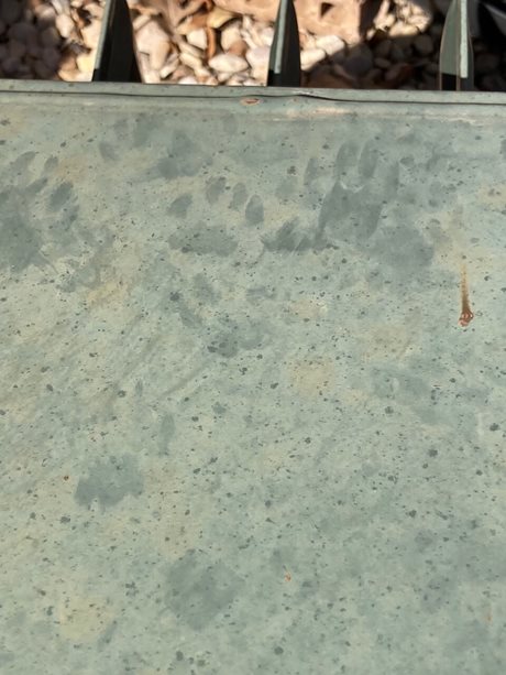 How to Identify Raccoon Tracks