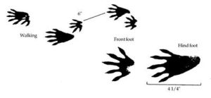 Raccoon feet silhouettes; they leave around 6" between their feet as they walk, and their hind feet are 4 1/4" long.