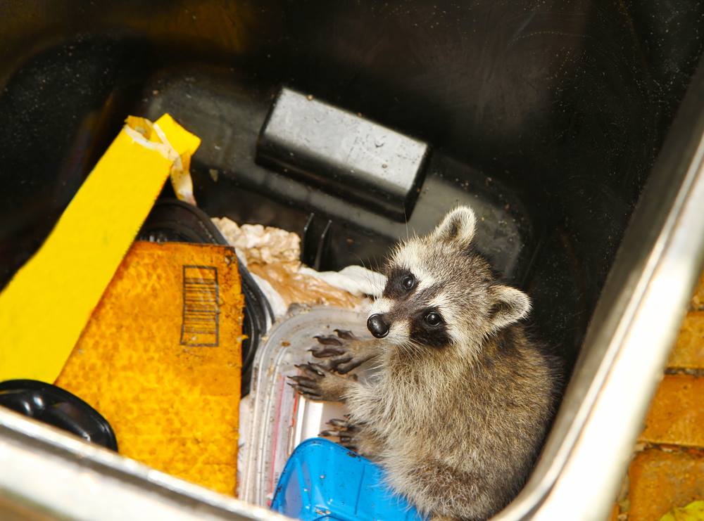 A raccoon in a garbage can