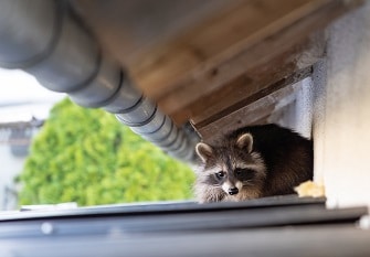 raccoon hiding under roof