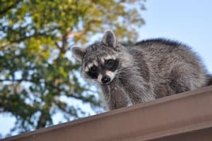 Identify Raccoon Damage & Signs of Raccoon Infestation