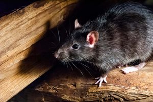 Rats in Walls
