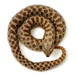 A coiled snake