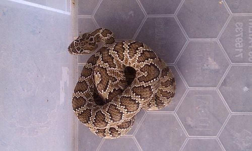 Catching a 6-ft Rattlesnake Under a House
