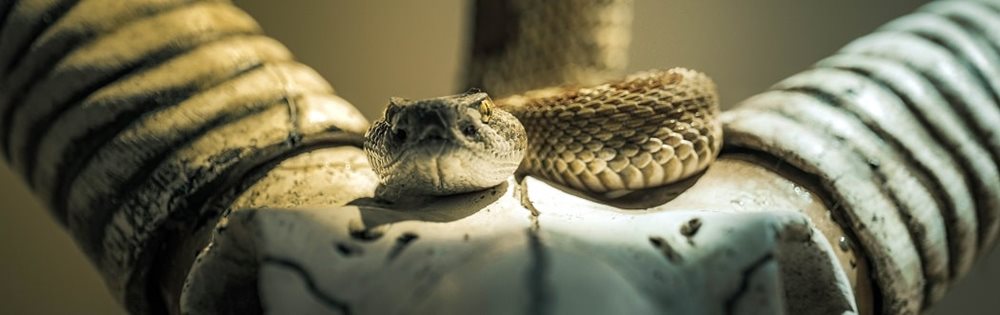 rattlesnake_texas_city_banner_CC-min9107