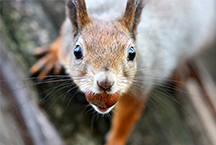 Do Squirrels Bite?