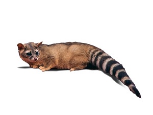 ring-tailed-cat