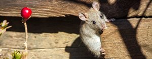 Rodent Exterminator in Miami
