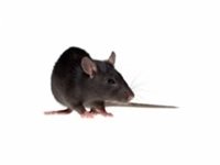 What Does a Roof Rat Look Like?