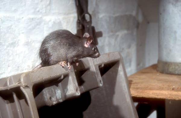 Roof Rat Control in West Palm Beach