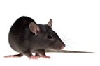 What Does a Rat Look Like?