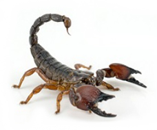 scorpions