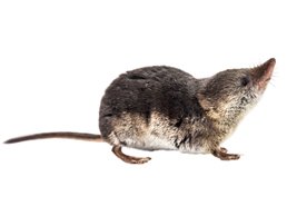 shrew-for-identification