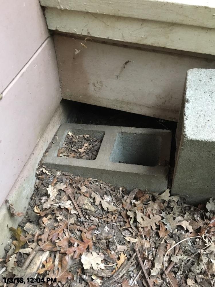 A skunk entry point in a crawlsapce