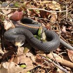 A snake slithering across a yard