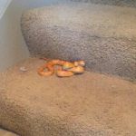 A tiny orange snake coiled on stairs in a house
