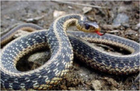 Snake