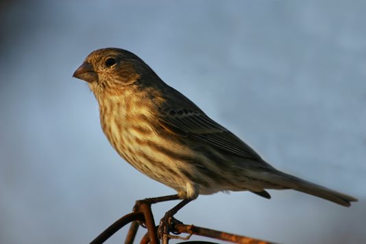 sparrow perched on a twig