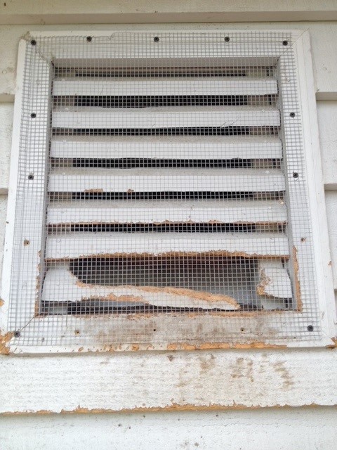 squirrel damage gable vent