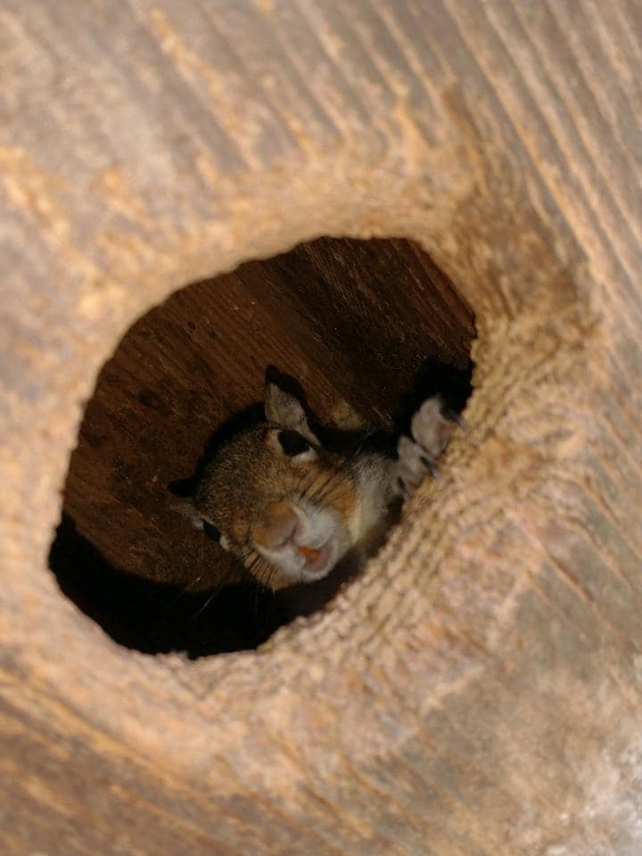squirrel looking out of woodpecker hole