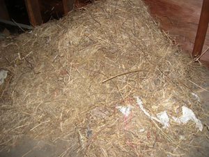 squirrel nest in attic