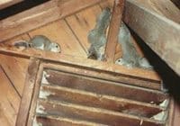 How Critter Control Gets Rid of Squirrels in Attic