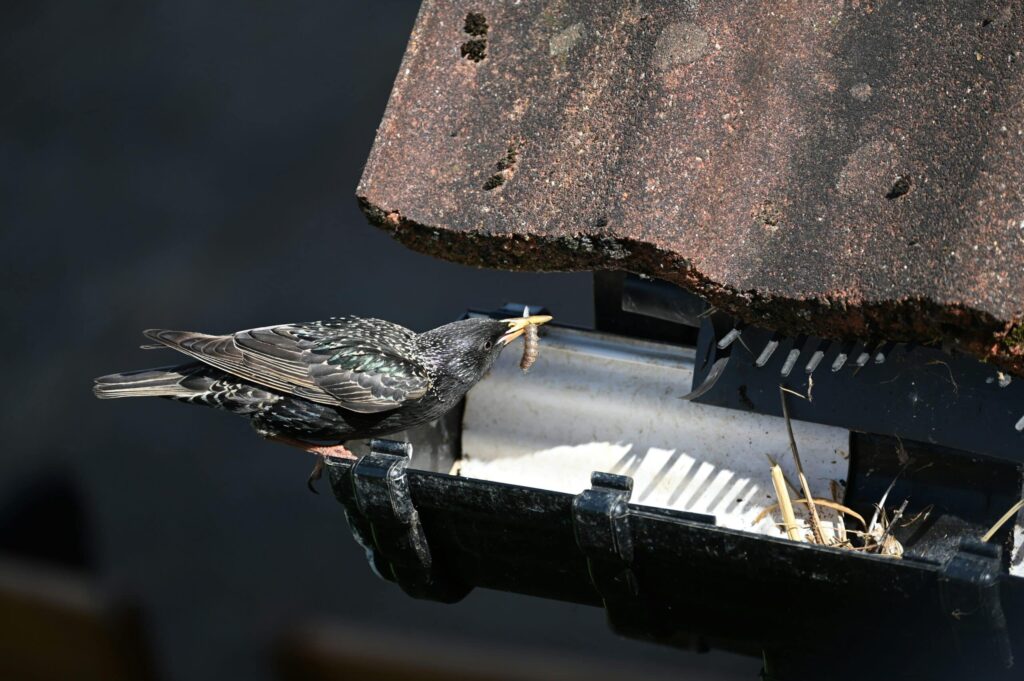 starling in gutter getting into attic