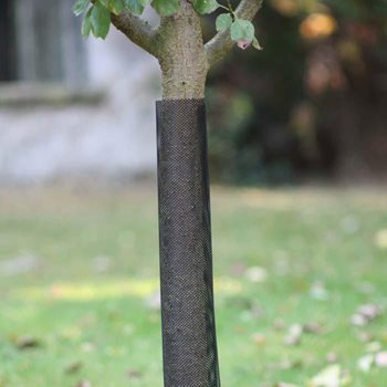 A metal collar placed around a tree to ward off squirrels
