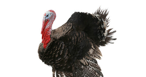 turkey-for-identification