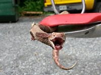 Snake Prevention in Atlanta