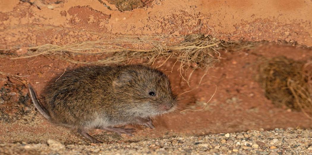 vole-control