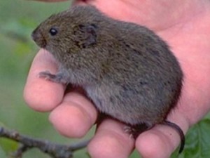 Short Tailed Mice? Maybe it’s a Vole