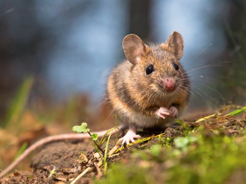 Wood Mouse in Yard