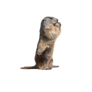 Woodchuck Droppings