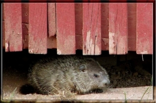 woodchuck under a patio of a home